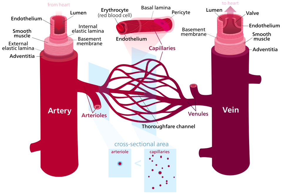Blood vessels-en.svg